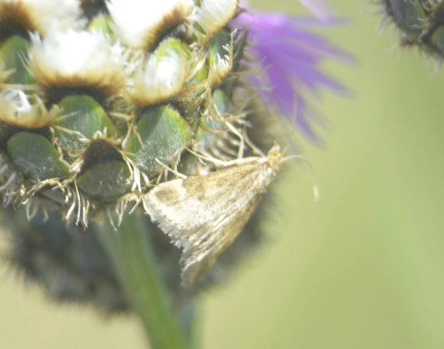 Pyrausta despicata - réti bíbormoly