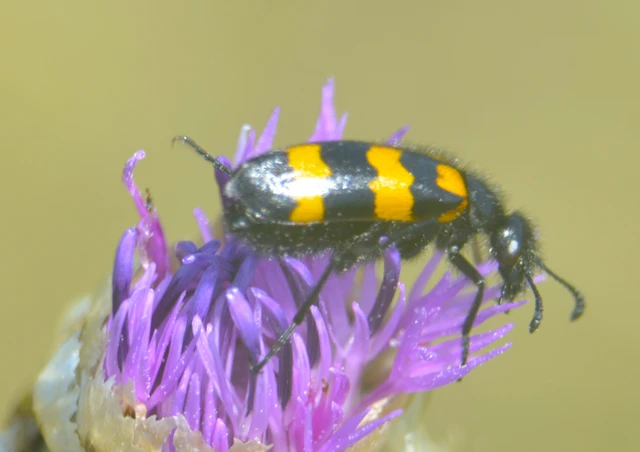 Mylabris variabilis - szalagos hólyaghúzó