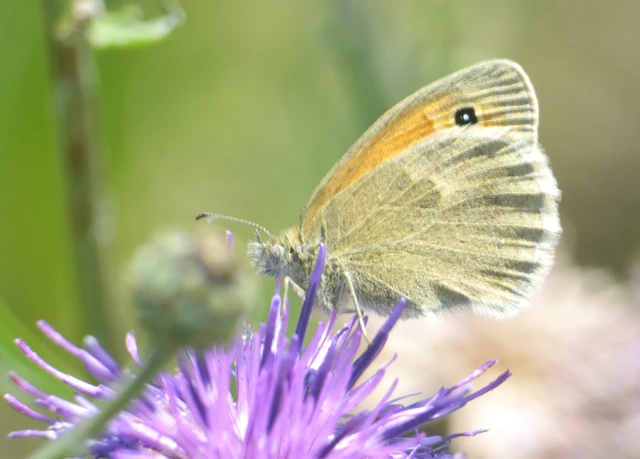 Coenonympha pamphilus - kis szénalepke