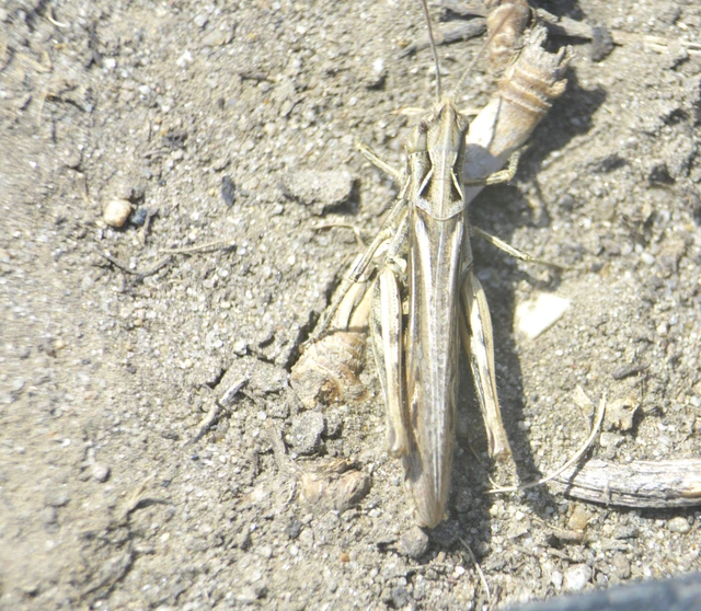 Chorthippus