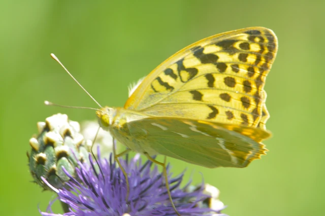 Argynnis pandora - zöldes gyöngyházlepke