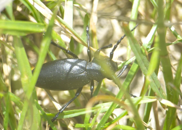 Dorcadion aethiops - fekete gyalogcincér Dorcadion aethiops - fekete gyalogcincér