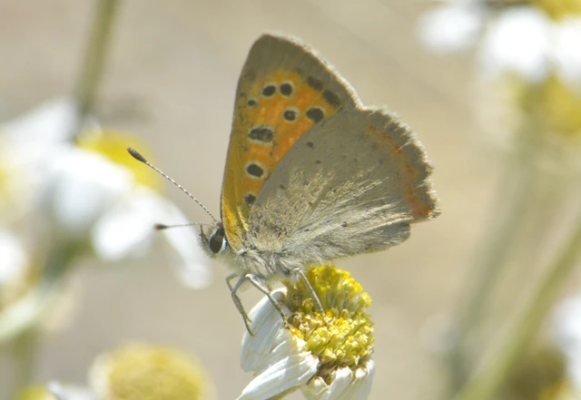 Lycaena phlaeas - közönséges tűzlepke Lycaena phlaeas - közönséges tűzlepke