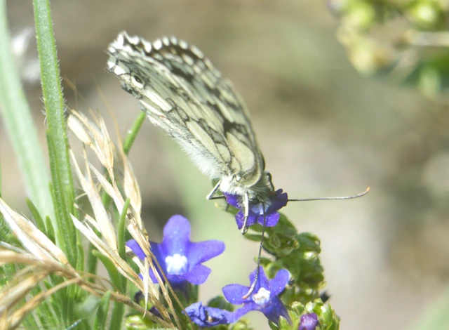 Melanargia galathea - sakktáblalepke