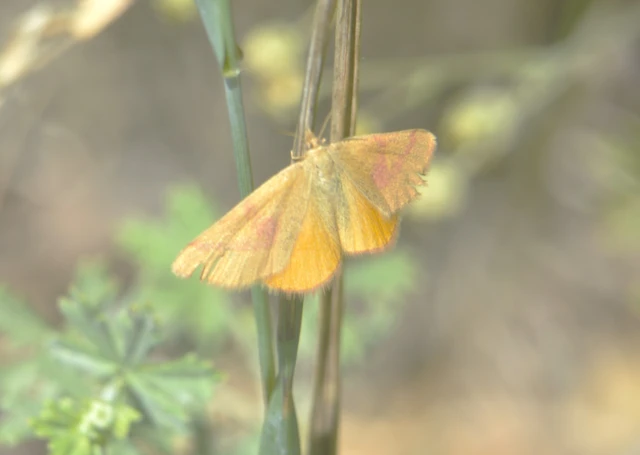 Lythria purpuraria - bíborsávos araszoló