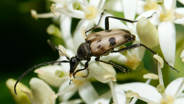 Pachytodes cerambyciformis - változékony virágcincér