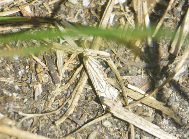 Chrysocramboides craterella - rácsos fűgyökérmoly