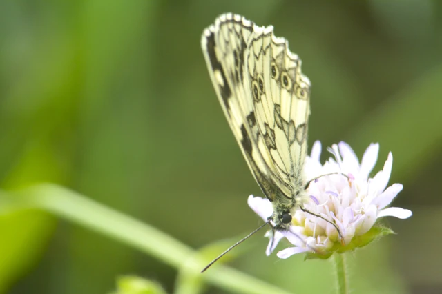 Melanargia galathea - sakktáblalepke