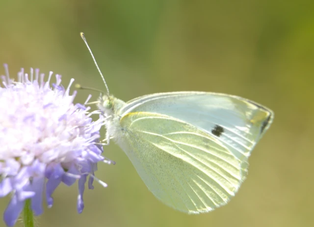 Pieris rapae - répalepke