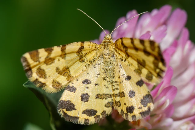 Pseudopanthera macularia - párducfoltos araszoló