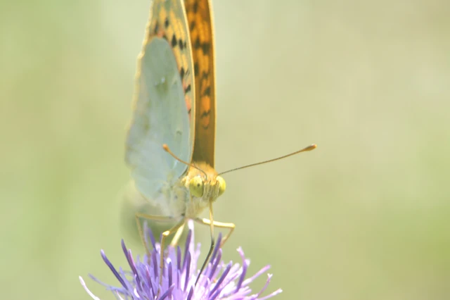Argynnis pandora - zöldes gyöngyházlepke