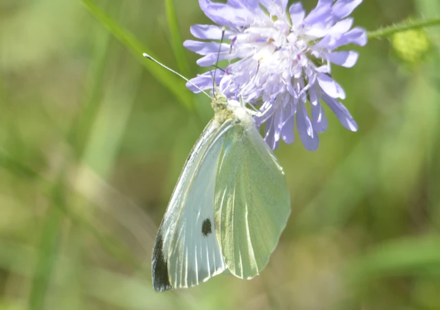 Pieris brassicae - káposztalepke