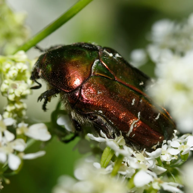 Cetonia aurata - aranyos virágbogár