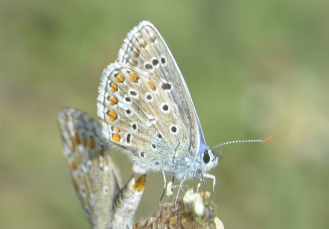 Polyommatus bellargus - égszínű boglárka