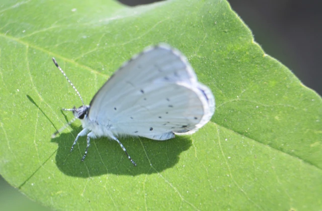 Celastrina argiolus - bengeboglárka