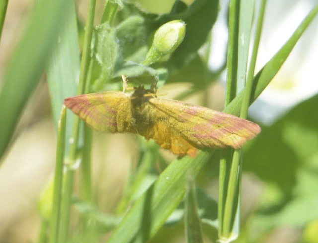 Lythria purpuraria - bíborsávos araszoló