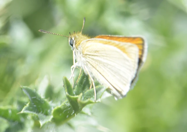 Thymelicus lineola - vonalas busalepke