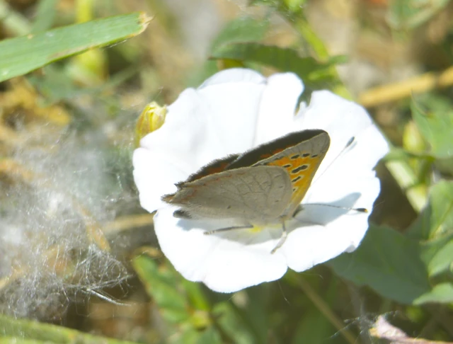 Lycaena phlaeas - közönséges tűzlepke Lycaena phlaeas - közönséges tűzlepke