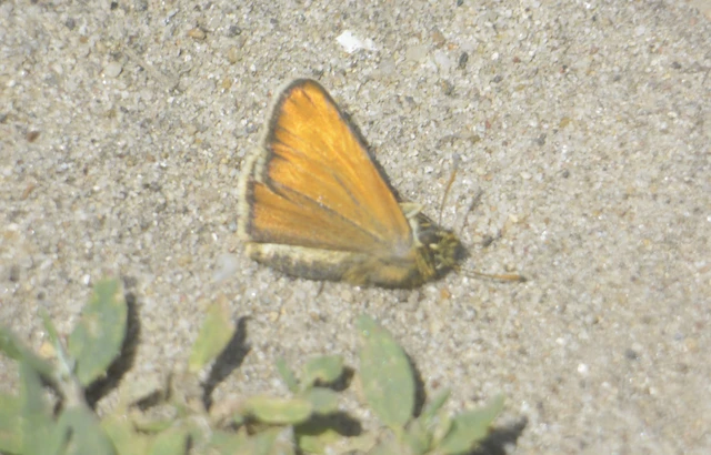 Thymelicus