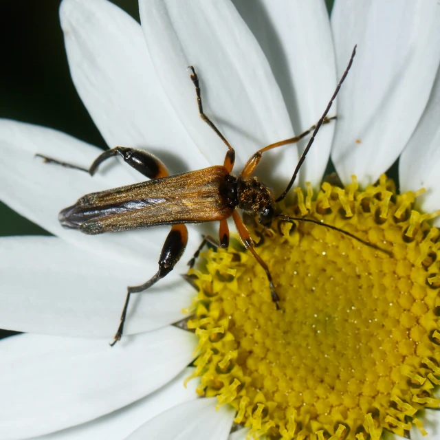 Oedemera podagrariae - székfű-álcincér