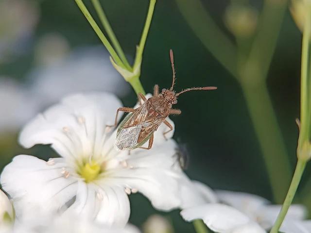 Rhopalidae - üvegpoloskák