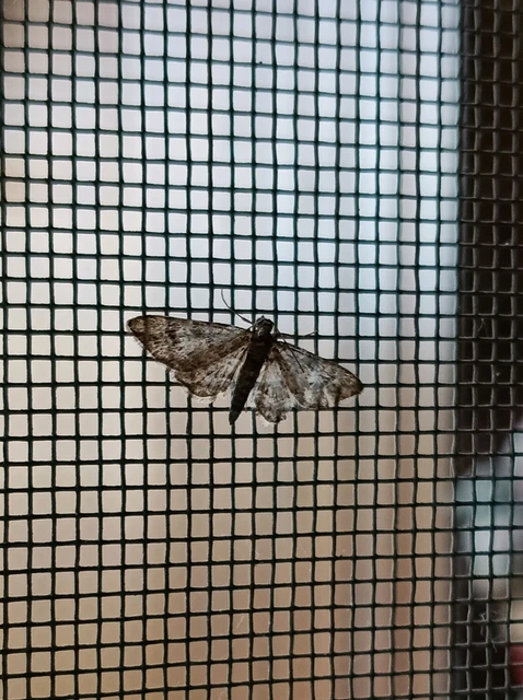 Gymnoscelis rufifasciata - vöröscsíkos törpearaszoló