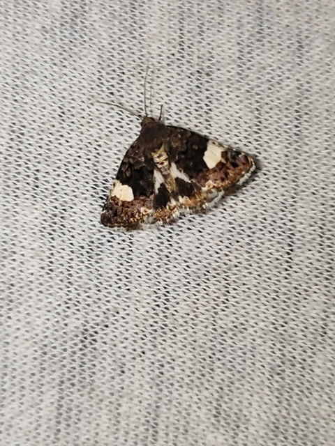 Tyta luctuosa - fekete nappalibagoly