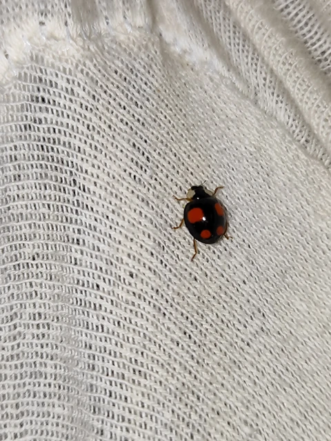 Harmonia axyridis - harlekinkatica