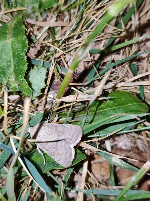 Hoplodrina ambigua - tömeges selymesbagoly