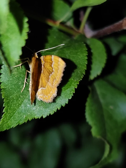 Camptogramma bilineata - kétvonalas sávosaraszoló