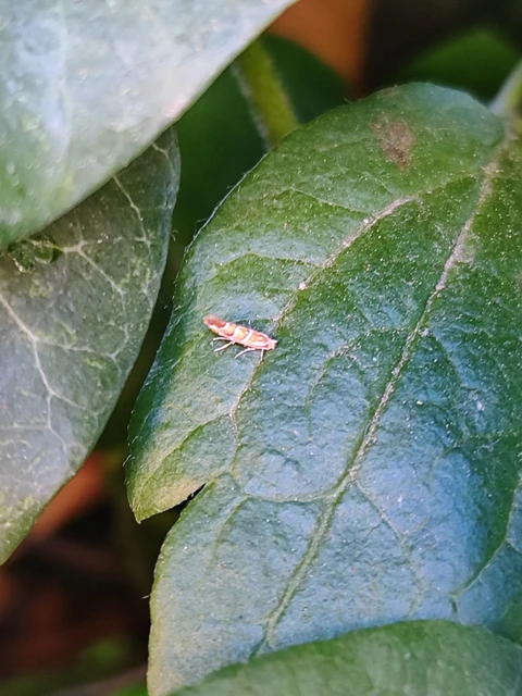 Cameraria ohridella - vadgesztenye-sátorosmoly