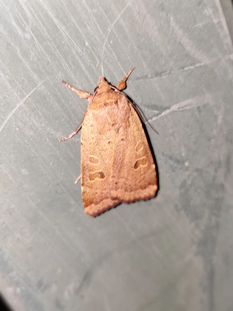Noctua comes - kis sárgafűbagoly