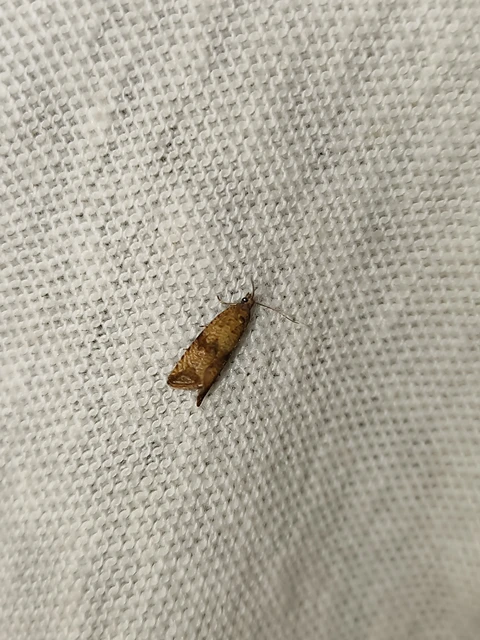 Celypha striana - pitypangfúró tükrösmoly