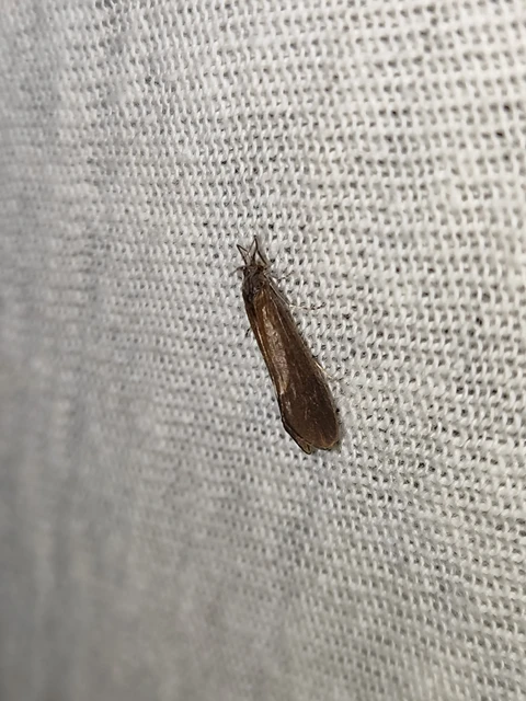 Trichoptera - Tegzesek