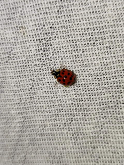 Harmonia axyridis - harlekinkatica