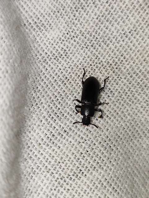Menephilus cylindricus - fogasnyakú gyászbogár