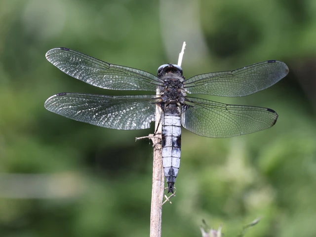 Libellula fulva - kisfoltos laposacsa