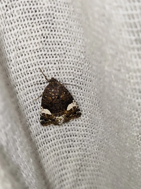 Tyta luctuosa - fekete nappalibagoly