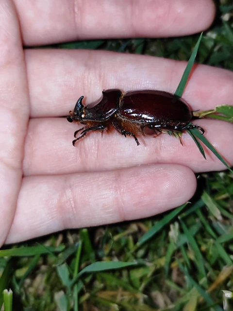 Oryctes nasicornis - orrszarvú bogár