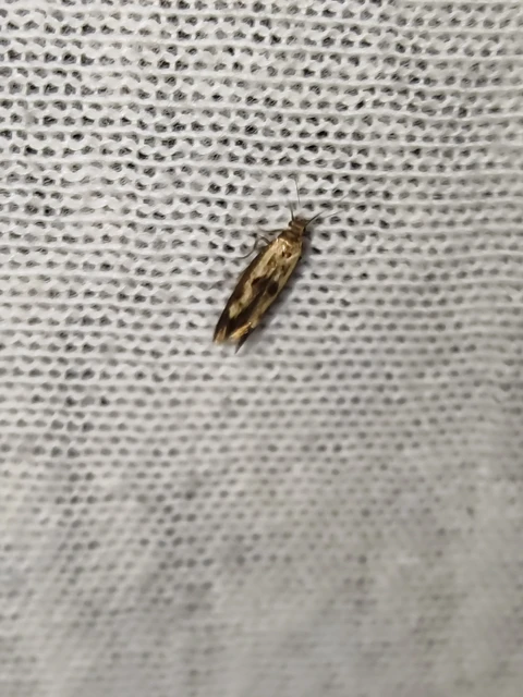 Scythris limbella - parajfonó zöldmoly