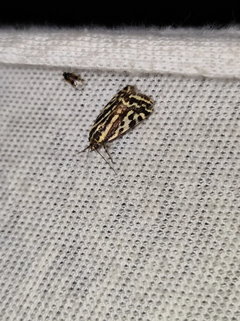 Emmelia trabealis - zebrabagoly