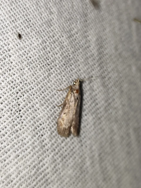 Lamoria anella - törmelékmoly