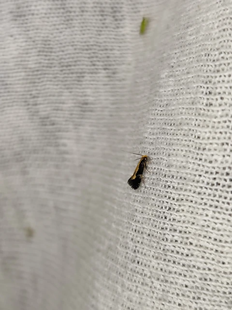 Monopis obviella - közönséges ablakosmoly
