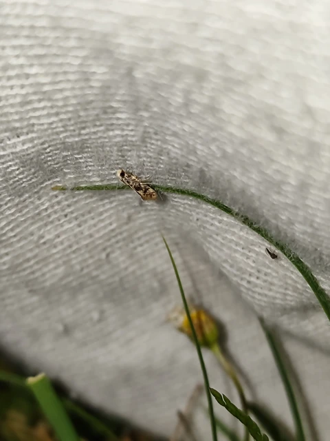 Tineidae - ruhamolyfélék