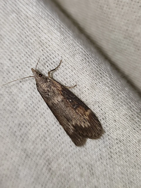 Lamoria anella - törmelékmoly