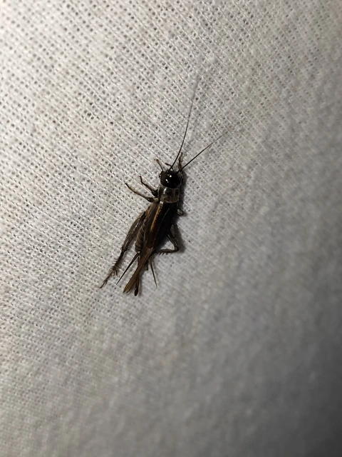 Eumodicogryllus bordigalensis - bordói tücsök
