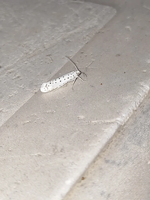 Yponomeutidae - pókhálós-molyfélék