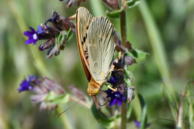 Argynnis pandora - zöldes gyöngyházlepke