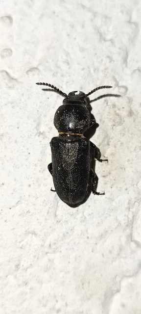 Spondylis buprestoides - erdei félcincér