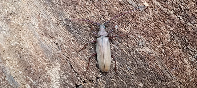 Aegosoma scabricorne - diófacincér